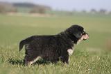 DOGUE DU TIBET 447